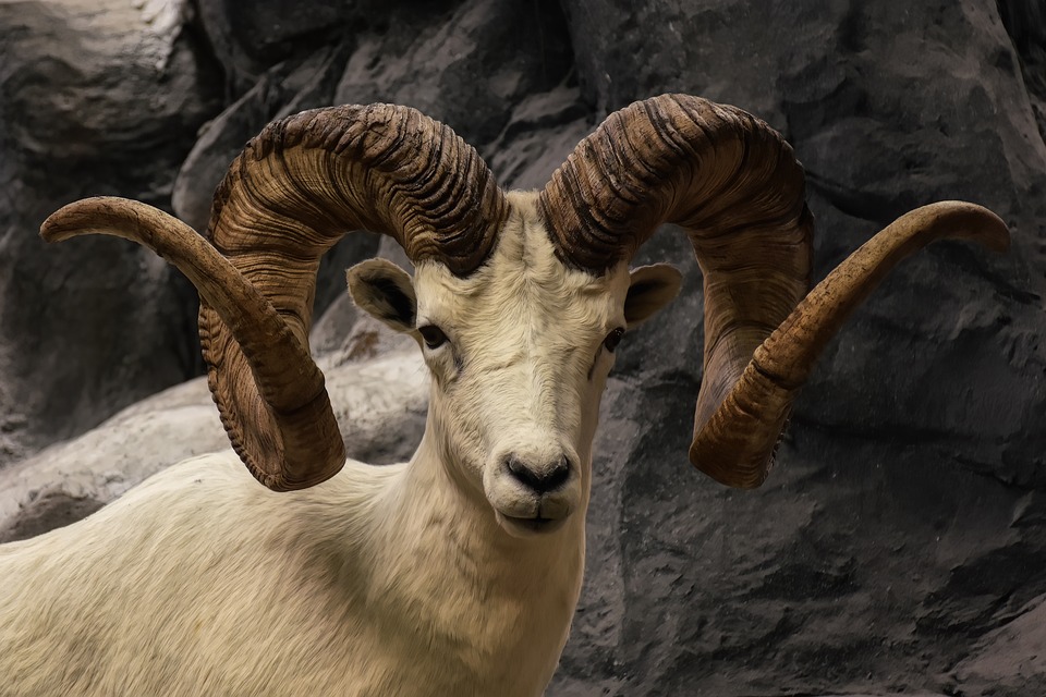 bighorn sheep 8113311 960 720