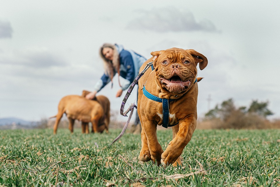 bordeaux mastiff 7170006 960 720