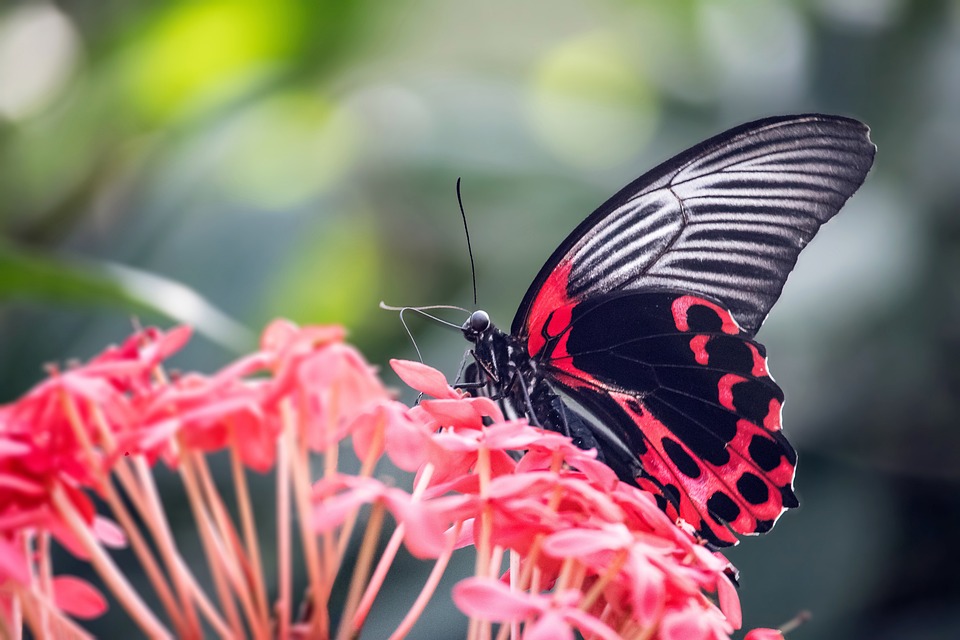 scarlet mormon butterfly 6242643 960 720