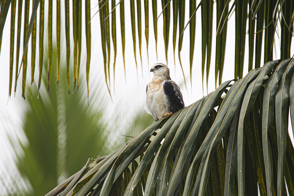 black shouldered kite 7136585 960 720