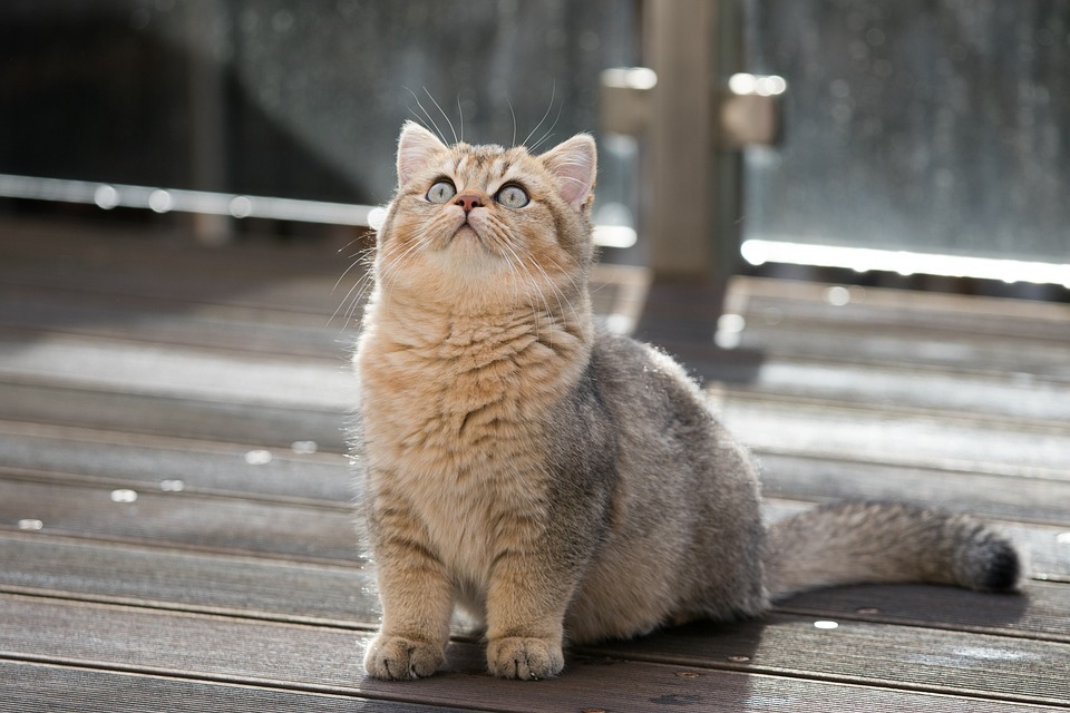 british shorthair 6815375 960 720