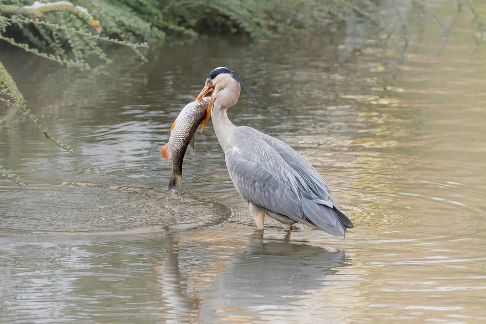 grey heron 8517542 960 720